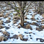 גלה מדוע פעילים סביבתיים מפספסים את התחזיות לגבי החורף הקרב, והבין את האמת שמאחורי המיתוסים השכיחים.