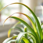 גלו מדוע לצמח העכביש שלכם מופיעים קצוות חומים למרות שאתם משקים אותו כראוי, וכיצד לטפל בבעיה זו לשמירה על בריאות הצמח.