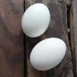 גלה את האמת שמאחורי ההבדלים בין ביצים חומות ולבנות, והסיבות שסופרמרקטים מסתירים ממך מידע חשוב.