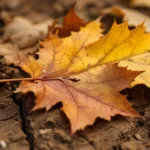 גלה מדוע לא שריפה ולא זריקה – הטעות הנפוצה עם העלים הנבולים שעלולה להזיק לאדמה יותר ממה שחשבתם וכיצד לשמור על הסביבה בצורה נכונה.