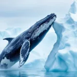 מדען ימי חושף את ההשפעות ההרסניות של תיירות לווייתנים בגרינלנד על קרחוני הקוטב הצפוני וכיצד פעילות זו מאיימת על הסביבה הטבעית הייחודית.